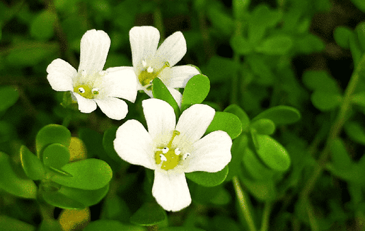 Bacopa Monnieri (Brahmi): Level Up Your Memory and Focus