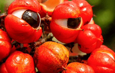 Guarana Benefits - Boost Energy & Focus Naturally