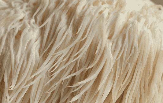 Lion's Mane Mushroom