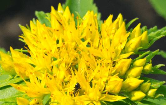 Rhodiola rosea: Natural Stress Relief &amp; Energy Booster