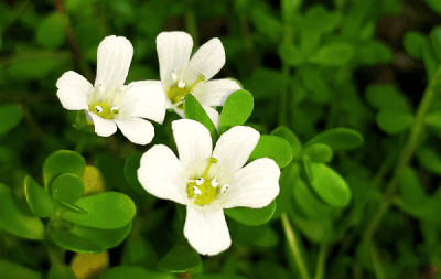 bacopa