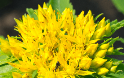 Rhodiola Rosea