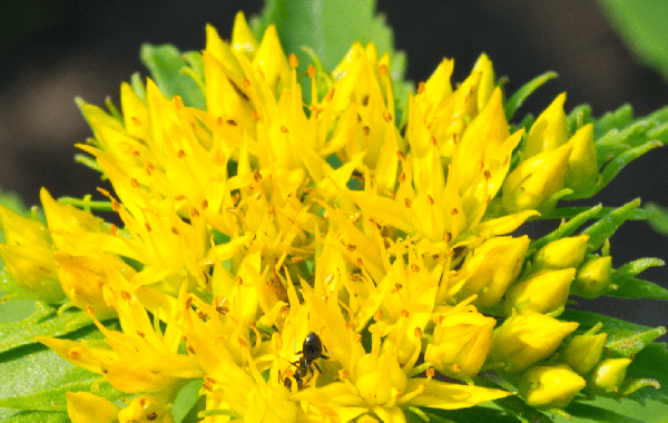 Rhodiola rosea: Natural Stress Relief & Energy Booster 