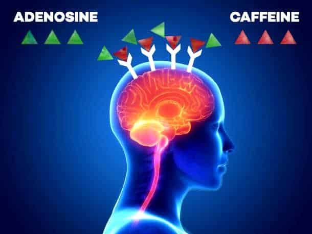 Caffeine blocks adenosine