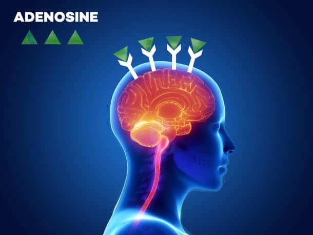 Adenosine in the brain