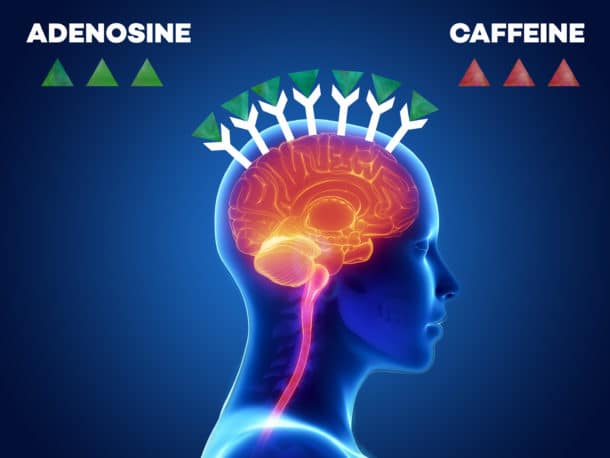 Increased adenosine count