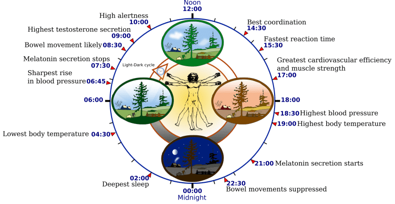 Circadian rhythm